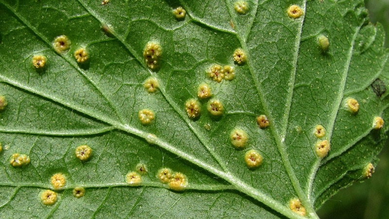 Was tun, wenn die Stachelbeeren austrocknen?