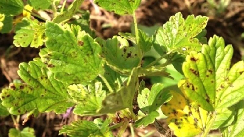 Cosa fare se l'uva spina si secca