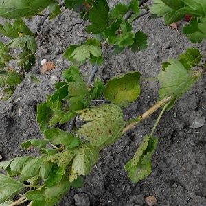 Apa yang perlu dilakukan jika gooseberries kering