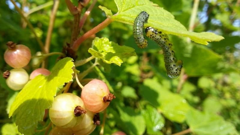 Was tun, wenn die Stachelbeeren austrocknen?