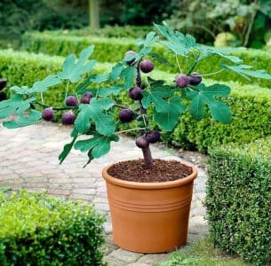 Simple ways to propagate figs from cuttings at home