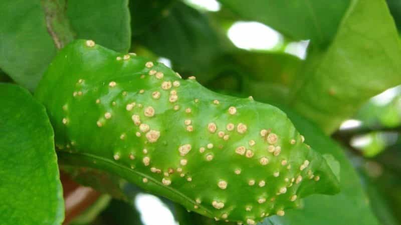 Comment traiter les maladies du citron faites maison