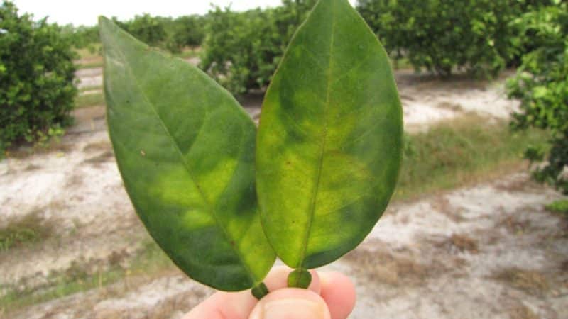 Comment traiter les maladies du citron faites maison