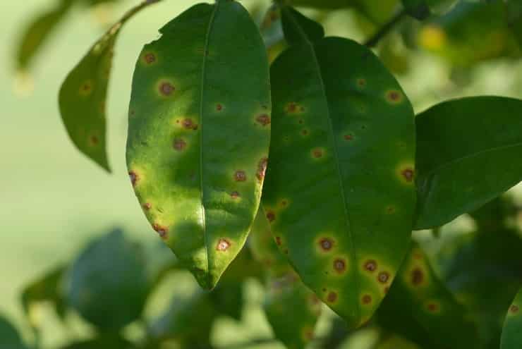 Come trattare le malattie del limone fatte in casa