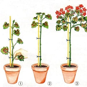 Comment bien tailler les grenades dans le jardin et à la maison