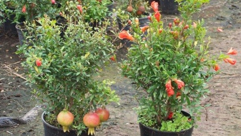 So schneiden Sie Granatäpfel im Garten und zu Hause richtig