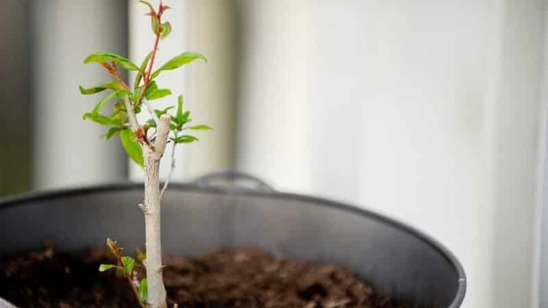 Hoe je granaatappels op de juiste manier trimt in de tuin en thuis