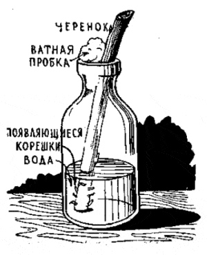 Modalități simple de a propaga smochinele din butași acasă