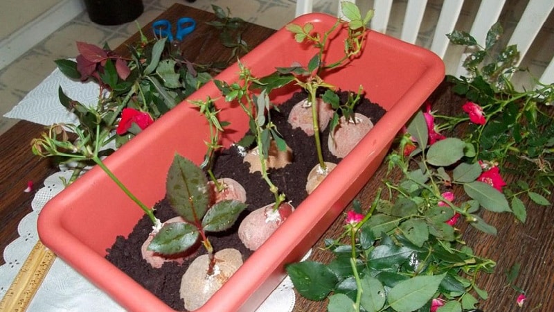 Instrucciones para jardineros principiantes: cómo enraizar una rosa de un ramo en casa