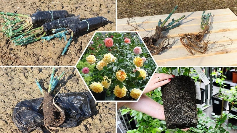 Instructions for beginner gardeners: how to root a rose from a bouquet at home