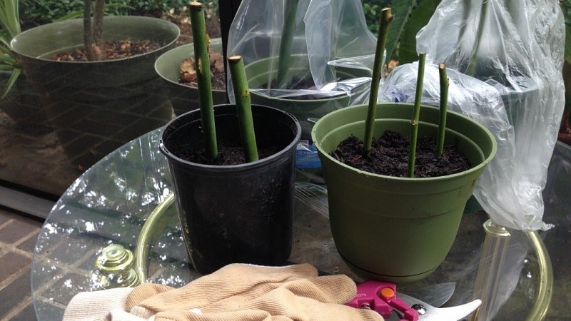 Instructions pour les jardiniers débutants : comment enraciner une rose d'un bouquet à la maison