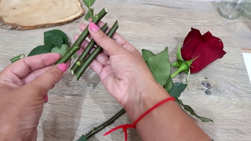 Instructions for beginner gardeners: how to root a rose from a bouquet at home