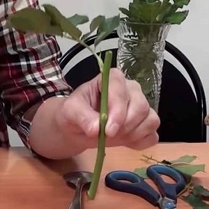 Instructions for beginner gardeners: how to root a rose from a bouquet at home