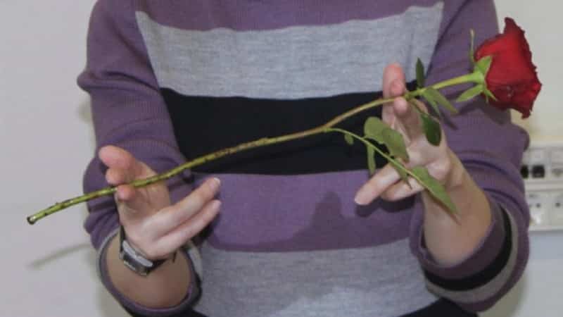 Instructions for beginner gardeners: how to root a rose from a bouquet at home