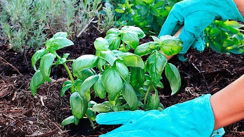 Transplante e cultivo de manjericão em casa