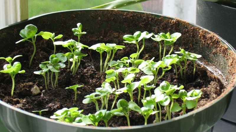 Transplante e cultivo de manjericão em casa