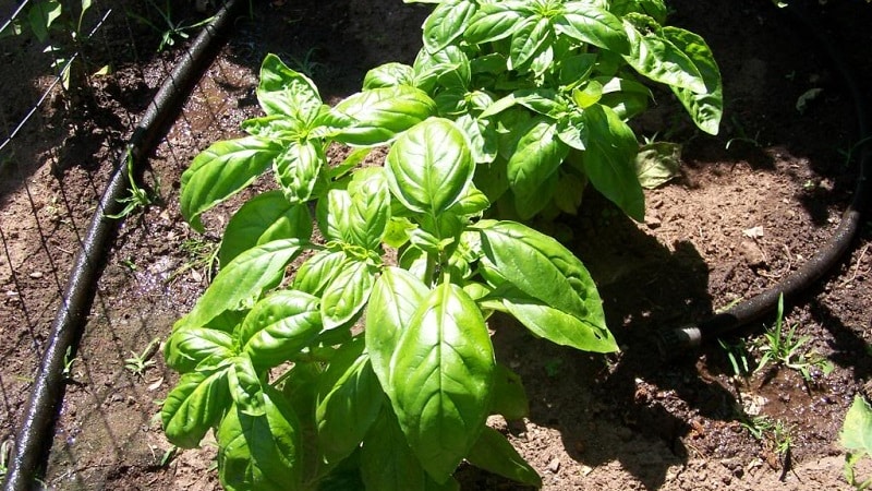 Nalaman namin kung bakit nagiging dilaw ang basil at mabisang maalis ang problema