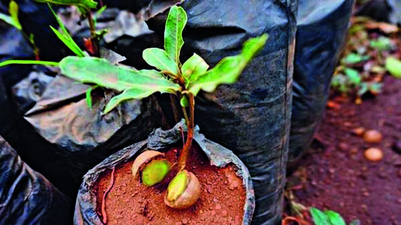 How to grow macadamia nuts at home