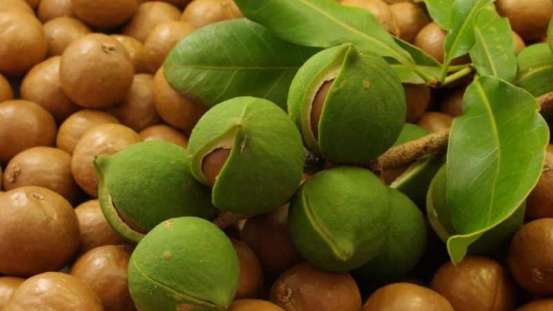 Cómo cultivar nueces de macadamia en casa.