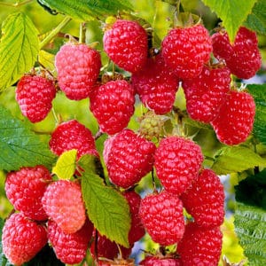 Quelles variétés de framboises sont les plus productives ?