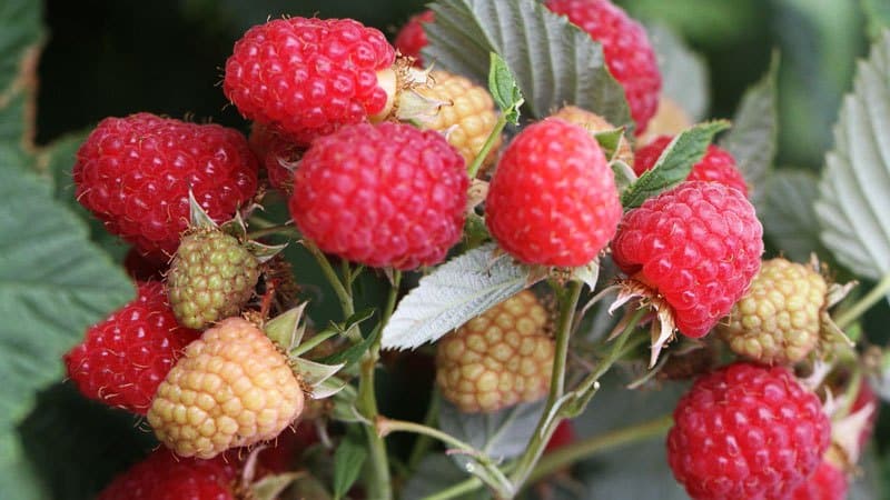 Quelles variétés de framboises sont les plus productives ?