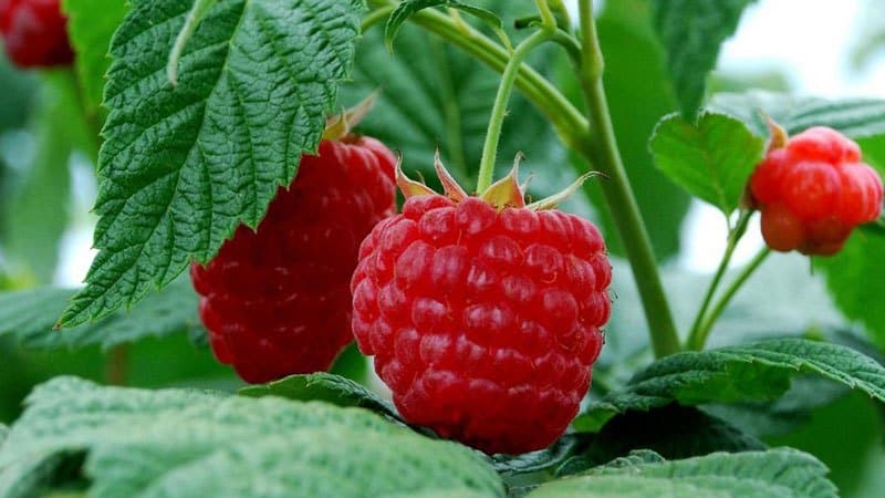 Quelles variétés de framboises sont les plus productives ?