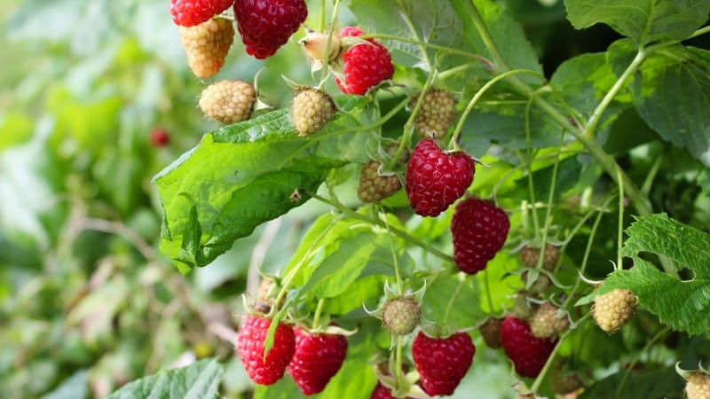 Quelles variétés de framboises sont les plus productives ?