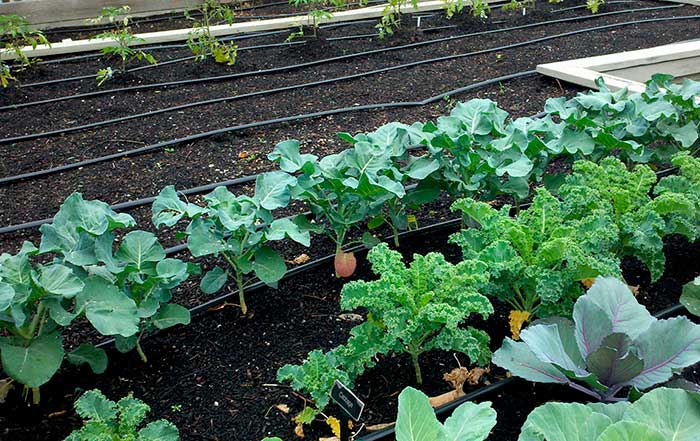 Planter et entretenir le brocoli en pleine terre