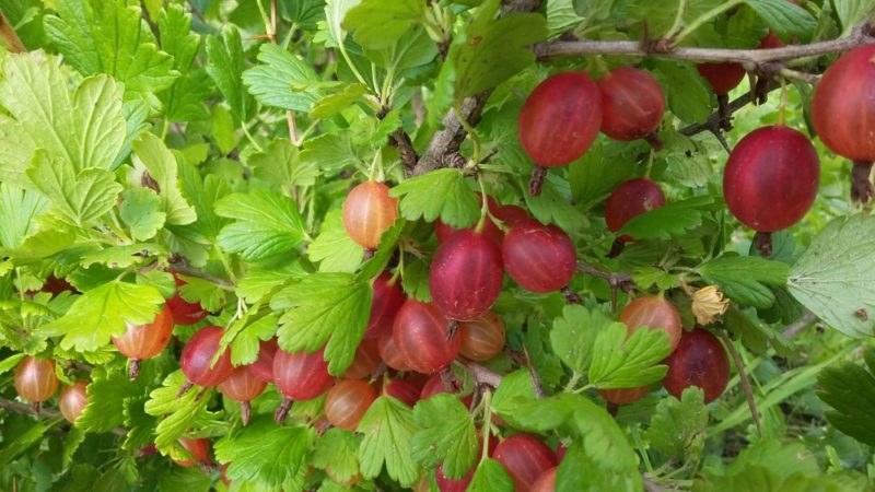 Varietà di uva spina resistente al gelo Masheka ad alto rendimento