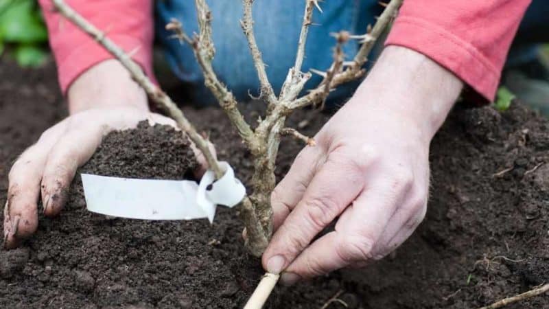 Plaukuotųjų agrastų veislių bendroji charakteristika ir aprašymas