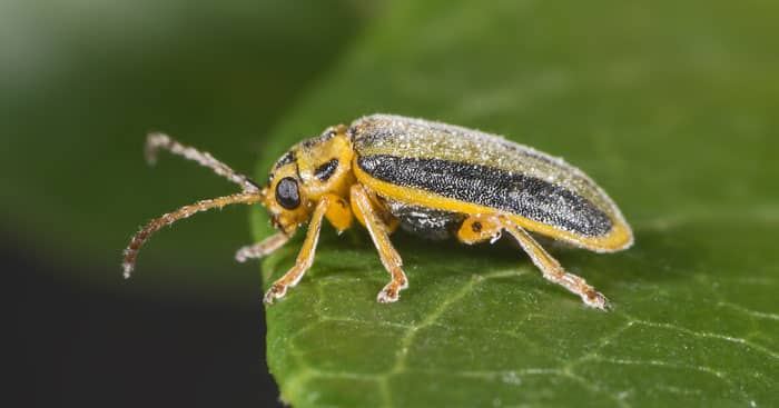 Welche Schädlinge fressen Stachelbeerblätter und was tun, um die Büsche zu retten?