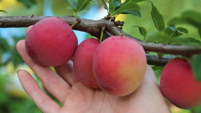 Les meilleures variétés de prune cerise pour la région de Moscou