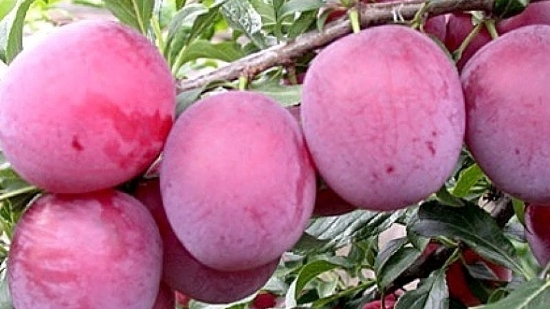 Ang pinakamahusay na mga varieties ng cherry plum para sa rehiyon ng Moscow