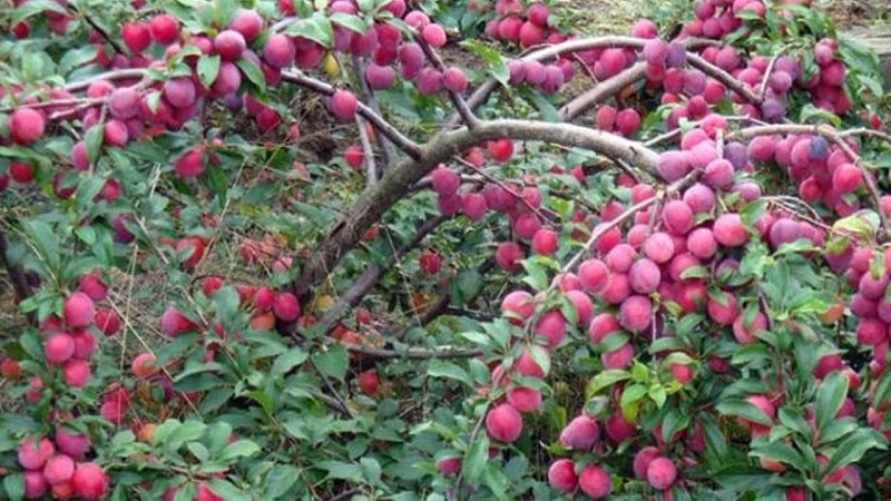 Les meilleures variétés de prune cerise pour la région de Moscou