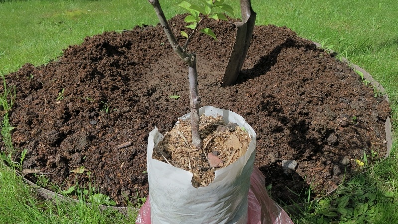 Les meilleures variétés de prune cerise pour la région de Moscou