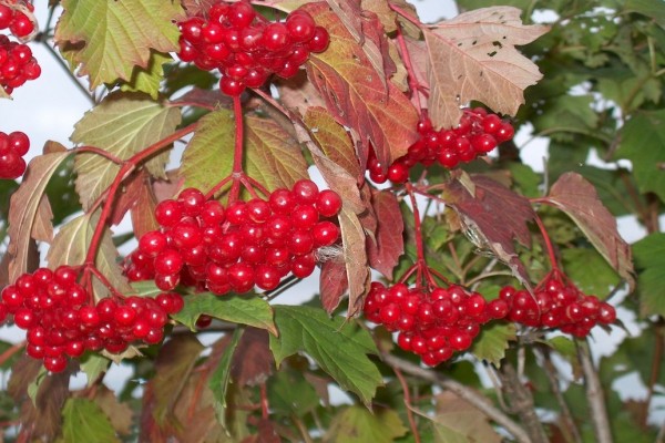 Posible bang matuyo ang viburnum at kung paano ito gawin sa bahay