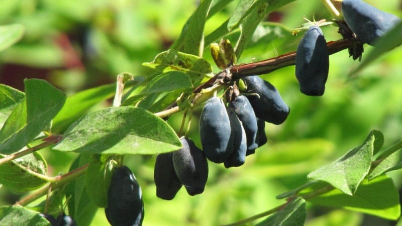 A selection of the best honeysuckle varieties for central Russia