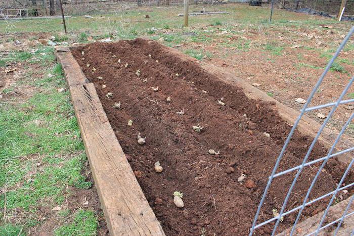 Nieuwe methoden voor het planten van aardappelen en verzorgingsfuncties