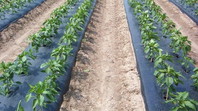 Nuevos métodos de plantación de patatas y características de cuidado.