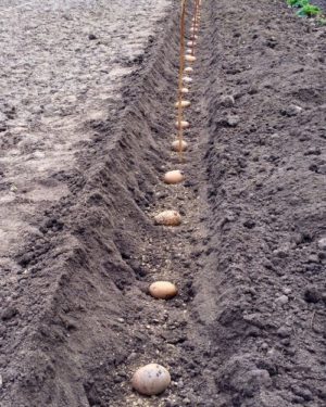 Nous mètodes de plantació de patates i característiques de cura