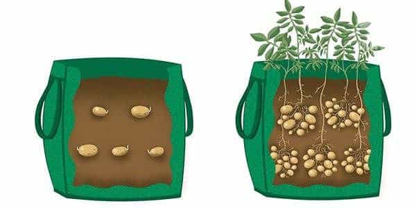 Nieuwe methoden voor het planten van aardappelen en verzorgingsfuncties