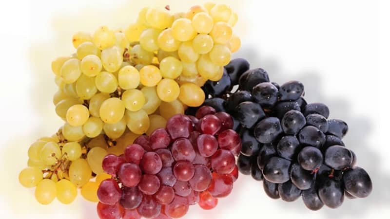 The best grape varieties for the Moscow region: characteristics and descriptions, tips for choosing