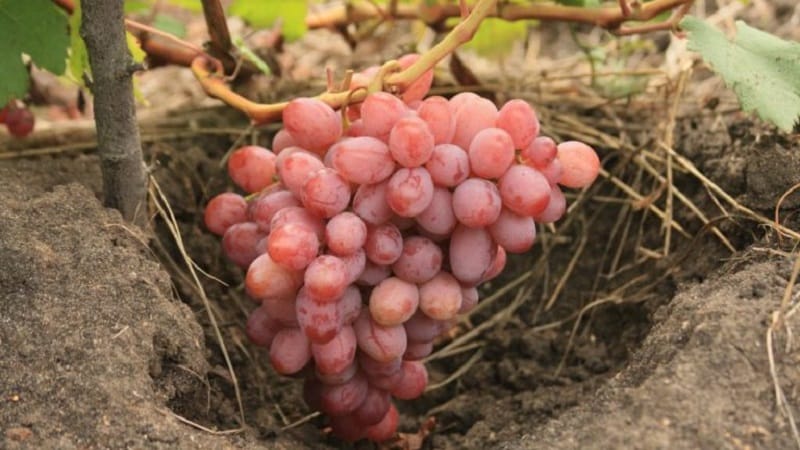 Review of the best table grape varieties and recommendations for selection