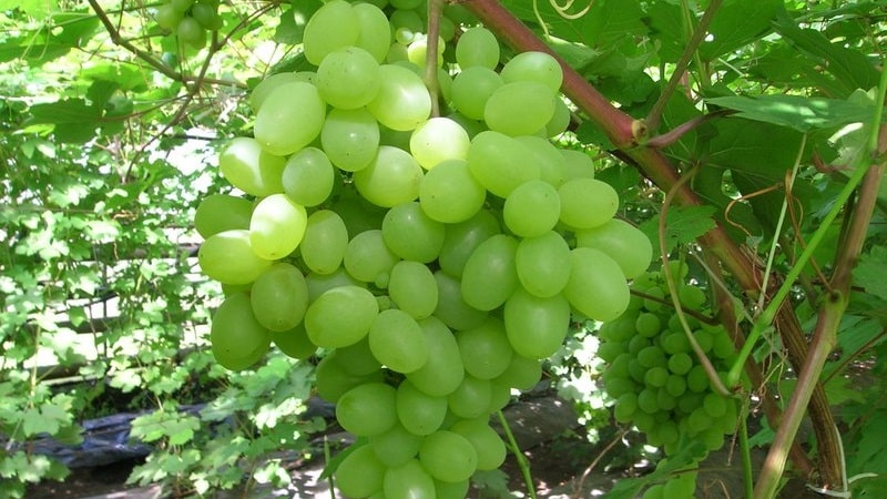 Review of the best table grape varieties and recommendations for selection