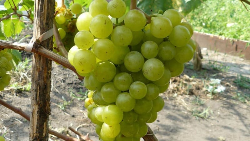 Review of the best table grape varieties and recommendations for selection