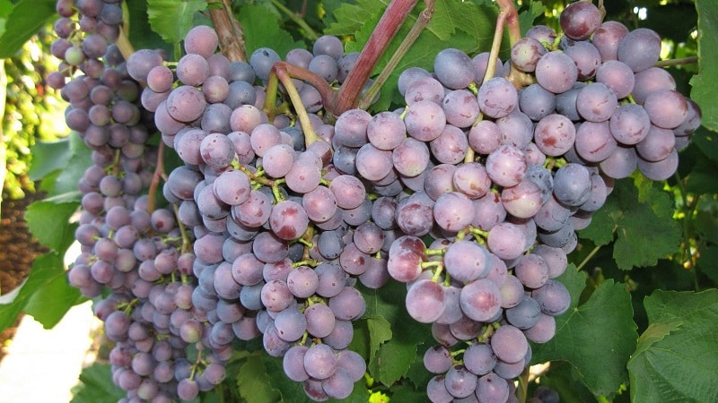 Review of the best table grape varieties and recommendations for selection