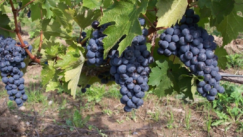 Review of the best table grape varieties and recommendations for selection