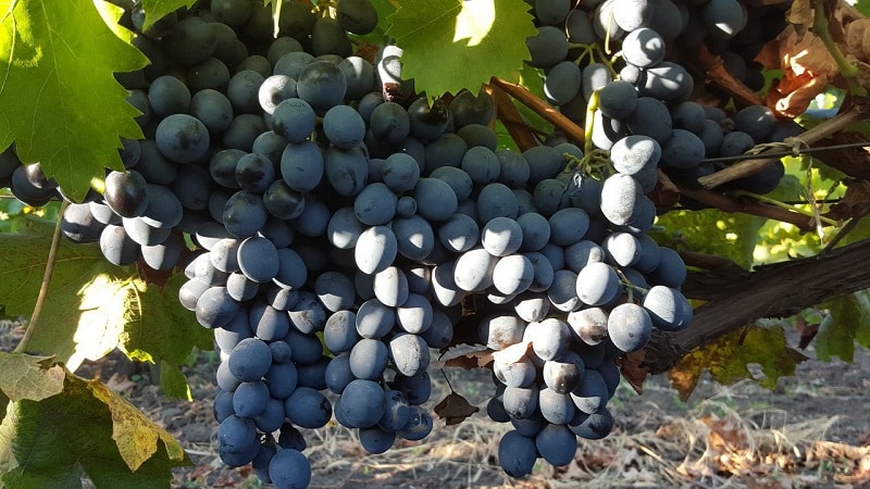 Review of the best table grape varieties and recommendations for selection