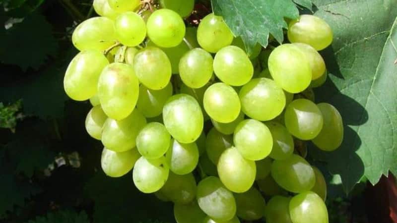 Review of the best table grape varieties and recommendations for selection