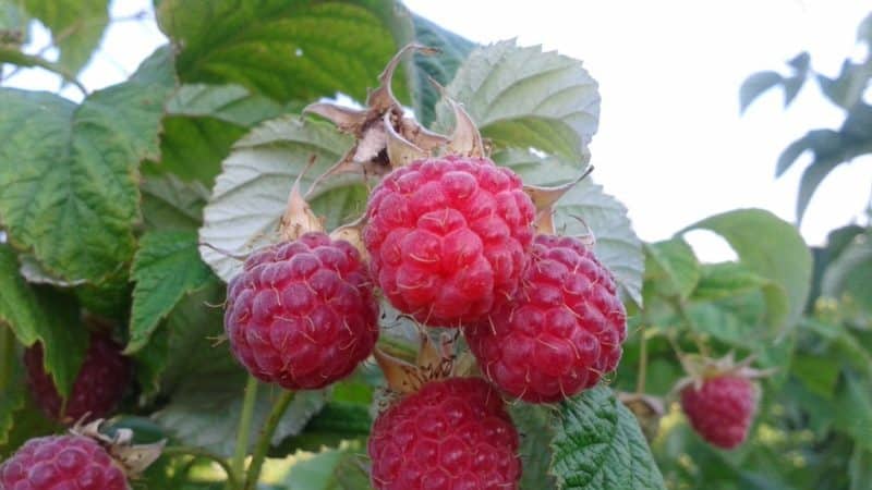 Avantages et caractéristiques des variétés précoces de framboises